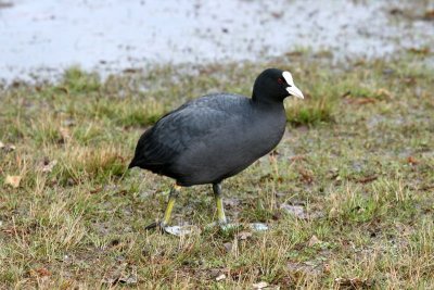 Meerkoet - Eurasian Coot