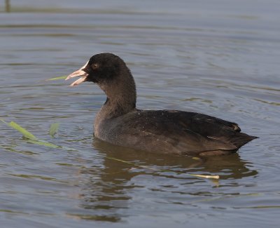 Meerkoet - Eurasian Coot