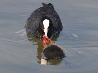 Meerkoeten - Eurasian Coots