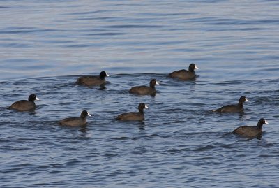 Meerkoeten - Eurasian Coots