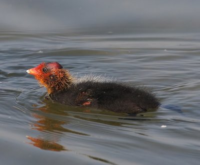 Meerkoet - Eurasian Coot