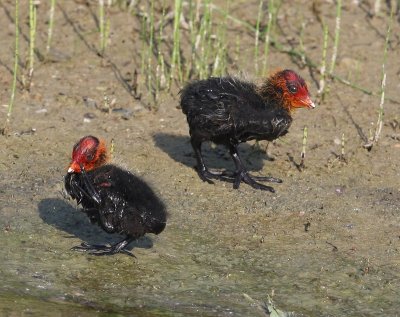 Meerkoeten - Eurasian Coots