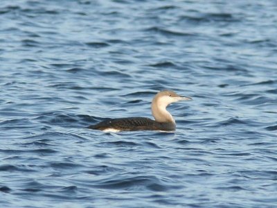 Parelduiker - Black-throated Loon