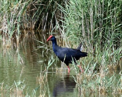 Purperkoet - Purple Swamphen