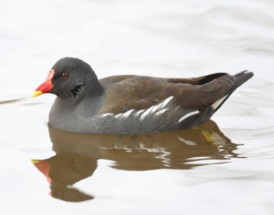 Waterhoen - Common Moorhen