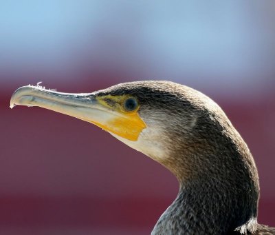 Aalscholver - Great Cormorant