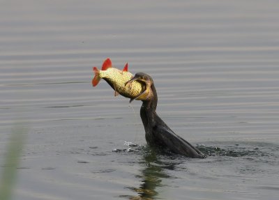 Aalscholver - Great Cormorant