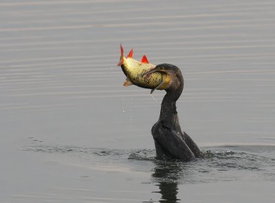 Aalscholver - Great Cormorant