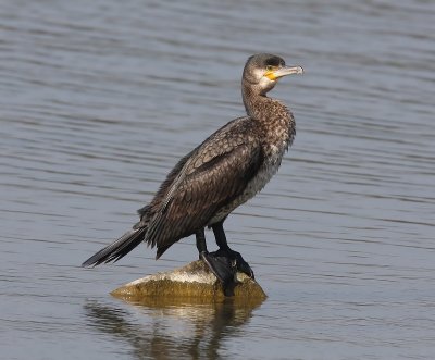 Aalscholver - Great Cormorant