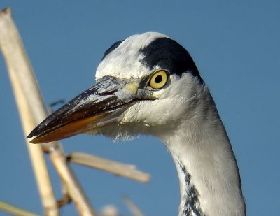 Blauwe Reiger - Grey Heron
