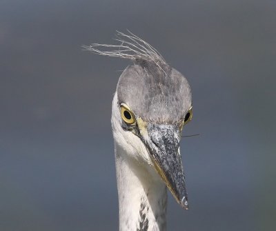 Blauwe Reiger - Grey Heron