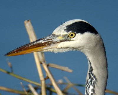 Blauwe Reiger - Grey Heron