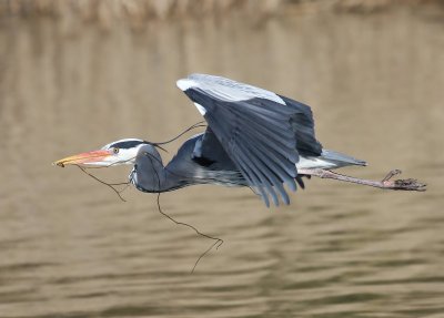 Blauwe Reiger - Grey Heron