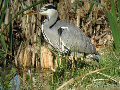 Blauwe Reiger - Grey Heron