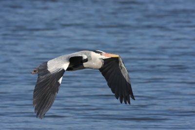 Blauwe Reiger - Grey Heron