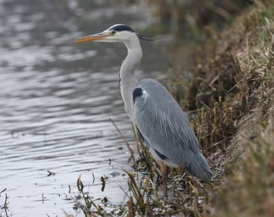 Blauwe Reiger - Grey Heron