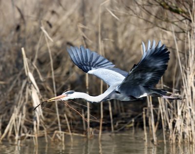 Blauwe Reiger - Grey Heron