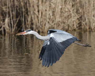 Blauwe Reiger - Grey Heron