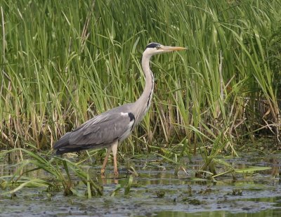 Blauwe Reiger - Grey Heron