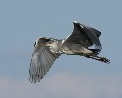 Blauwe Reiger - Grey Heron