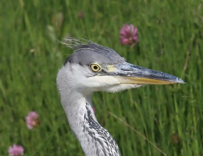 Blauwe Reiger - Grey Heron