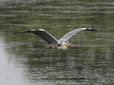 Blauwe Reiger - Grey Heron