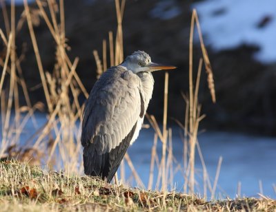 Blauwe Reiger - Grey Heron