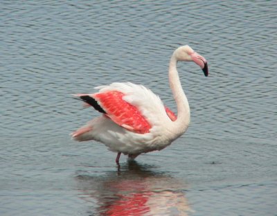 Flamingo - Greater Flamingo