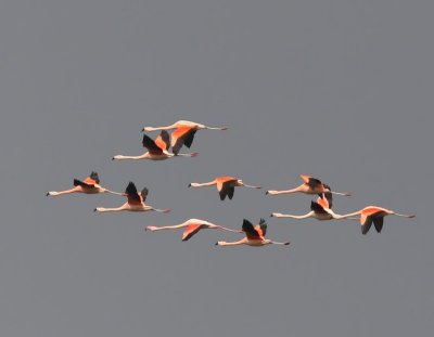 Flamingo's(Chileense) - Chilean and Greater Flamingos