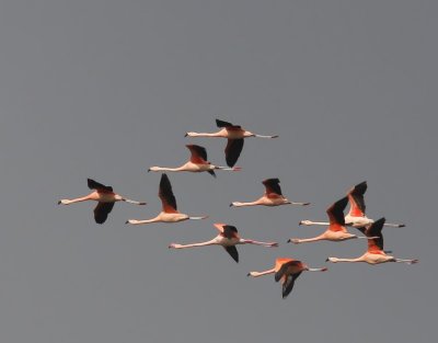 Flamingo(Chileense) - Chilean and Greater Flamingo