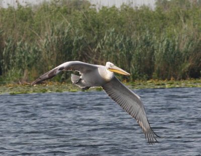 Kroeskoppelikaan - Dalmatian Pelican