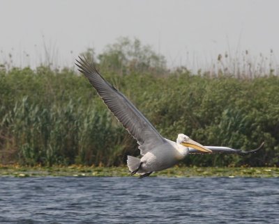 Kroeskoppelikaan - Dalmatian Pelican