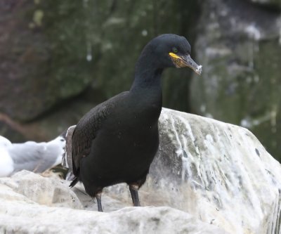 Kuifaalscholver - European Shag