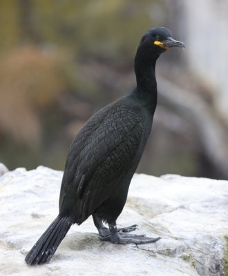 Kuifaalscholver - European Shag