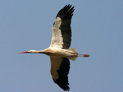 Ooievaar - White Stork