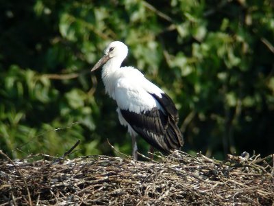 Ooievaar - White Stork