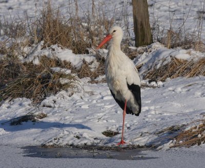 Ooievaar - White Stork