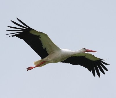 Ooievaar - White Stork