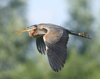 Aalscholver- en Reigerachtigen - Cormorant Species and Heron-like