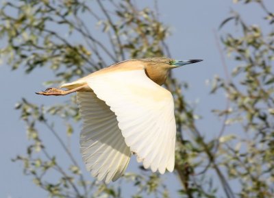 Ralreiger - Squacco Heron