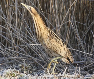 Roerdomp - Great Bittern