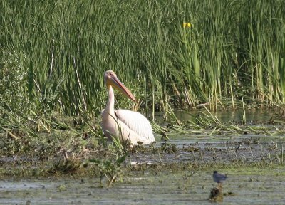 Roze Pelikaan - Great White Pelican