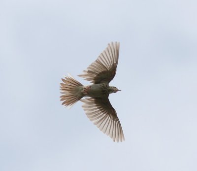 Boompieper - Tree Pipit