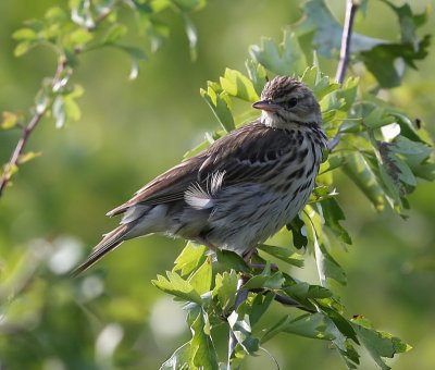 Boompieper - Tree Pipit