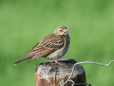 Boompieper - Tree Pipit