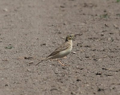 Duinpieper - Tawny Pipit