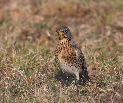 Kramsvogel - Fieldfare