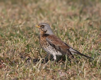 Kramsvogel - Fieldfare