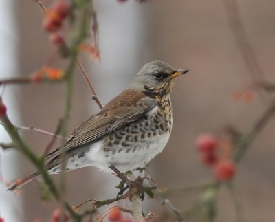 Kramsvogel - Fieldfare