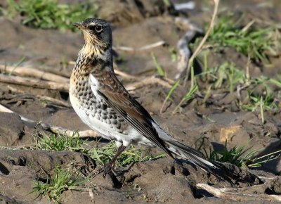 Kramsvogel - Fieldfare